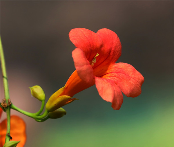 凌霄花叶子发黄怎么办 可能是由于这四种原因导致的