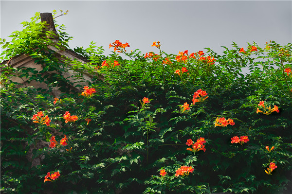 凌霄花叶子发黄怎么办 可能是由于这四种原因导致的