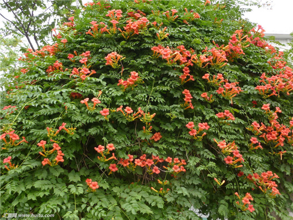 凌霄花叶子发黄怎么办 可能是由于这四种原因导致的