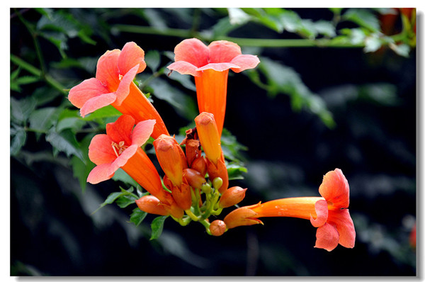 凌霄花叶子发黄怎么办 可能是由于这四种原因导致的