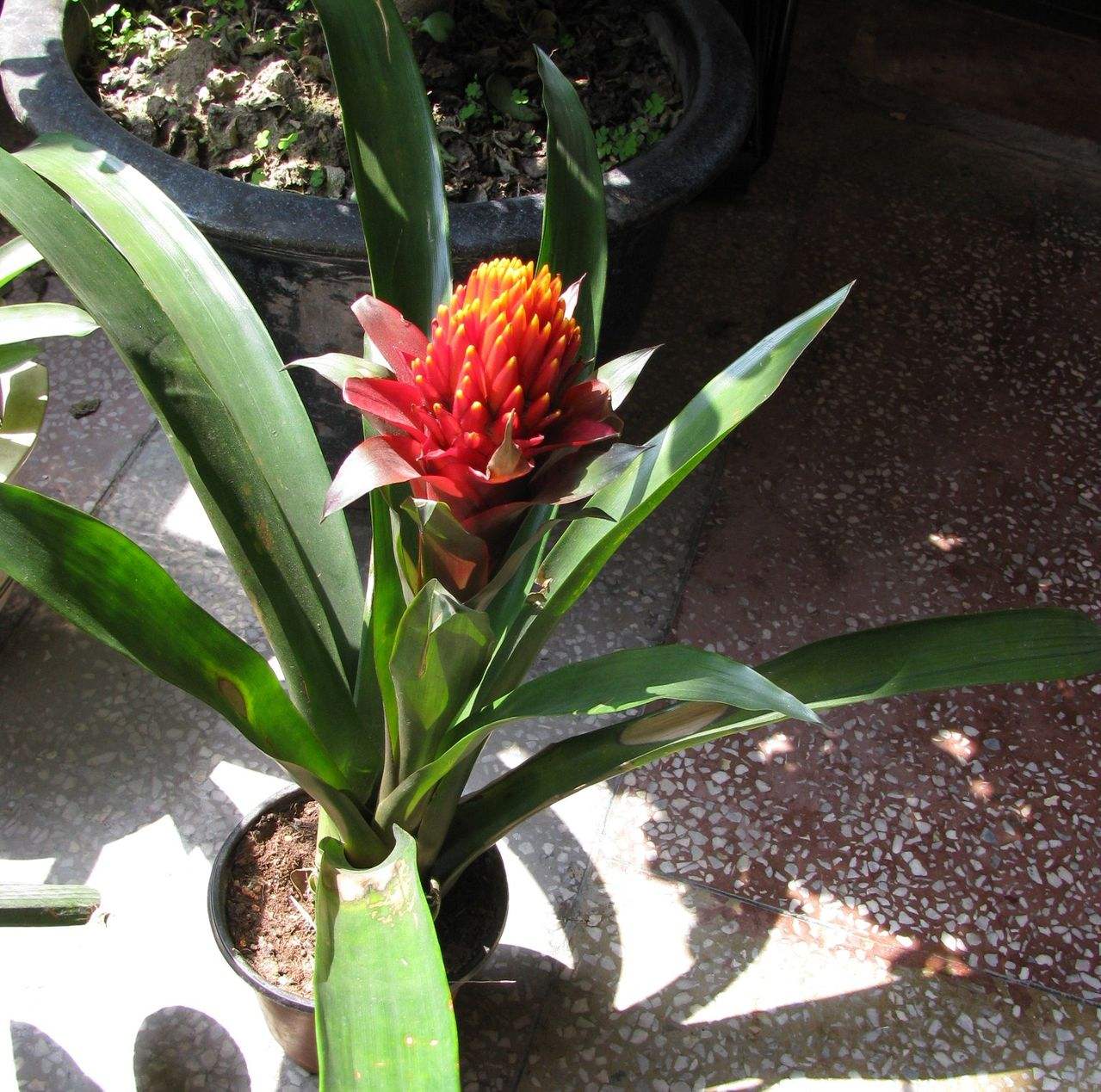 水塔花叶子发黑怎么办?这样补救可以快速解决水塔花叶黑问题哦