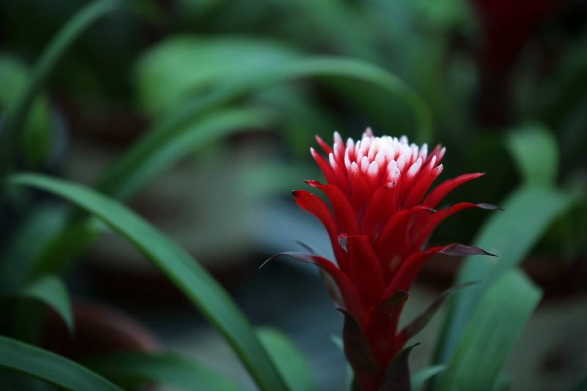 水塔花叶子发黑怎么办?这样补救可以快速解决水塔花叶黑问题哦