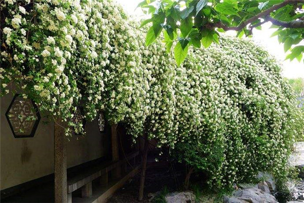 木香花怎么施肥 养殖木香花最全的施肥方法都在这里哦