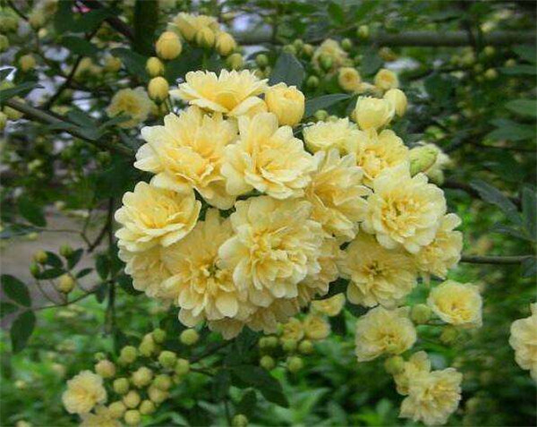 木香花怎么施肥 养殖木香花最全的施肥方法都在这里哦