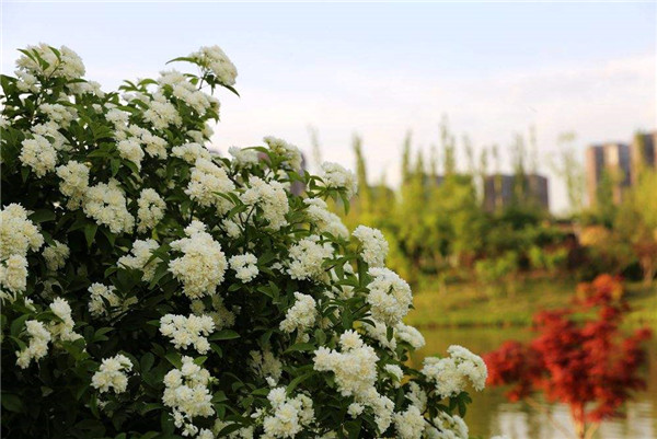 木香花怎么施肥 养殖木香花最全的施肥方法都在这里哦