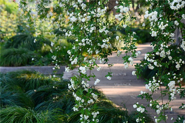 木香花怎么施肥 养殖木香花最全的施肥方法都在这里哦