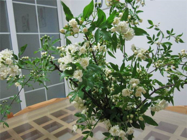 木香花怎么施肥 养殖木香花最全的施肥方法都在这里哦