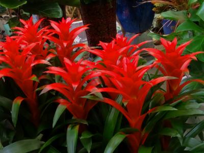 水塔花多久浇水一次?水塔花的水肥管理技巧你了解多少