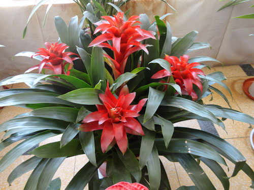 水塔花多久浇水一次?水塔花的水肥管理技巧你了解多少