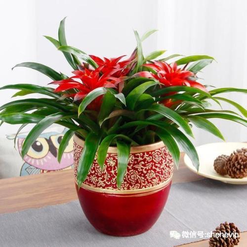 水塔花多久浇水一次?水塔花的水肥管理技巧你了解多少