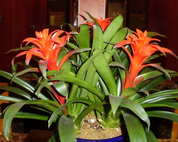 水塔花多久浇水一次?水塔花的水肥管理技巧你了解多少