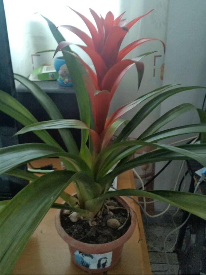 水塔花多久浇水一次?水塔花的水肥管理技巧你了解多少