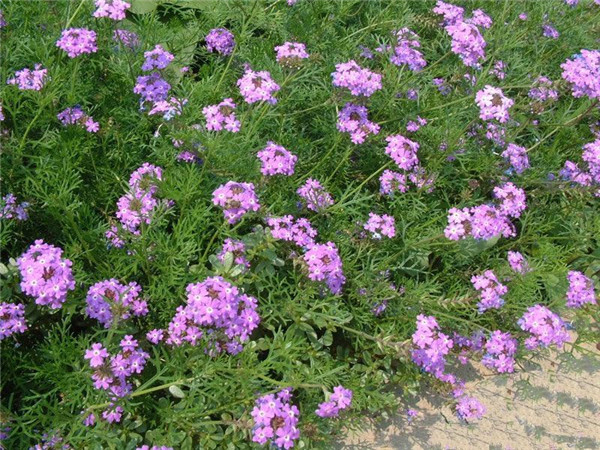 美女樱冬天会死吗 冬季的美女樱需要这样养护才可以哦