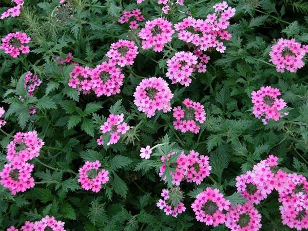 美女樱冬天会死吗 冬季的美女樱需要这样养护才可以哦