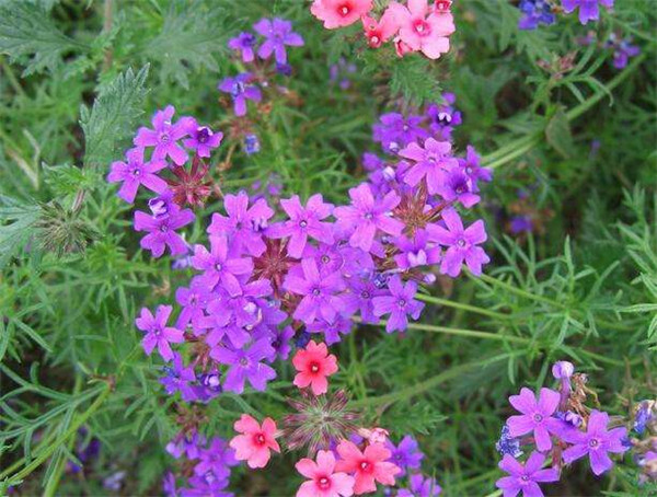 美女樱冬天会死吗 冬季的美女樱需要这样养护才可以哦