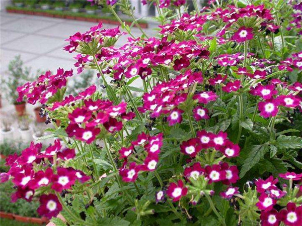 美女樱冬天会死吗 冬季的美女樱需要这样养护才可以哦