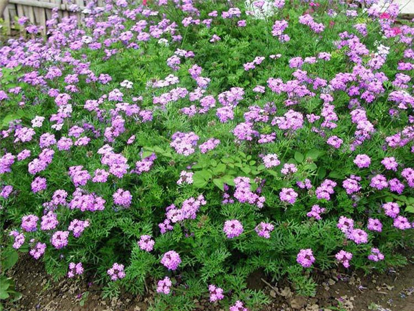 美女樱冬天会死吗 冬季的美女樱需要这样养护才可以哦