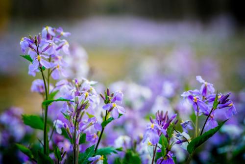 二月兰的养殖方法和注意事项是什么 这么养二月兰其实很简单哦