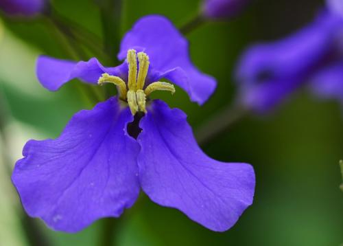 二月兰的养殖方法和注意事项是什么 这么养二月兰其实很简单哦