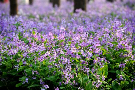 二月兰常见病虫害有哪些 这些防治方法你了解了吗