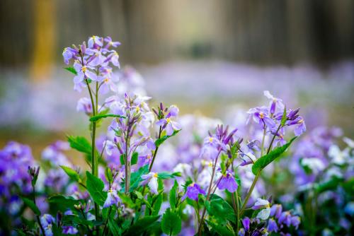 二月兰常见病虫害有哪些 这些防治方法你了解了吗