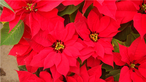 一品红什么时候开花 你必须要知道的一品红花期养护方法