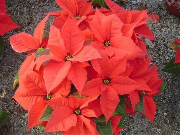 一品红什么时候开花 你必须要知道的一品红花期养护方法