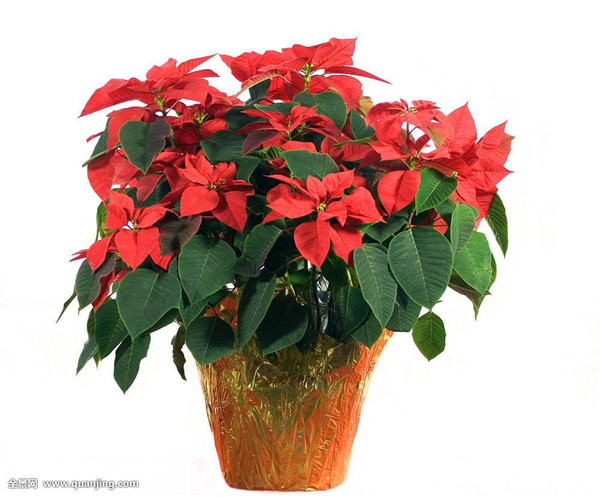 一品红什么时候开花 你必须要知道的一品红花期养护方法