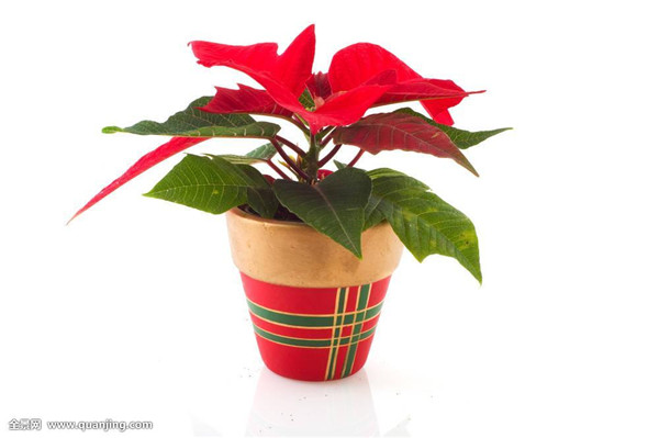 一品红叶子发黄掉叶子怎么办 可能是由于这些原因导致的哦