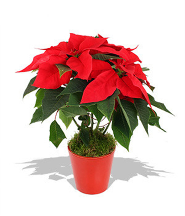 一品红叶子发黄掉叶子怎么办 可能是由于这些原因导致的哦