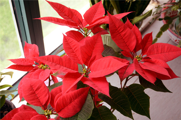 一品红叶子发黄掉叶子怎么办 可能是由于这些原因导致的哦