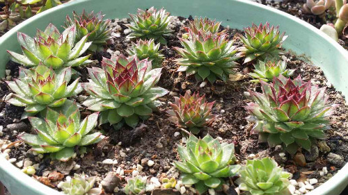 观音莲叶子烂了怎么办?这样可以快速补救观音莲叶子腐烂问题