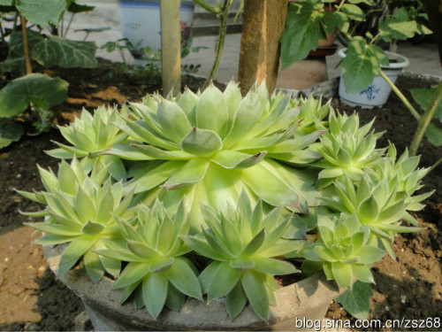 观音莲叶子烂了怎么办?这样可以快速补救观音莲叶子腐烂问题