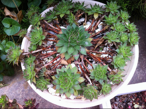 观音莲叶子烂了怎么办?这样可以快速补救观音莲叶子腐烂问题