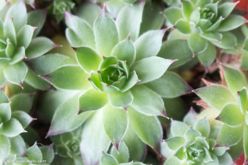 观音莲叶子烂了怎么办?这样可以快速补救观音莲叶子腐烂问题