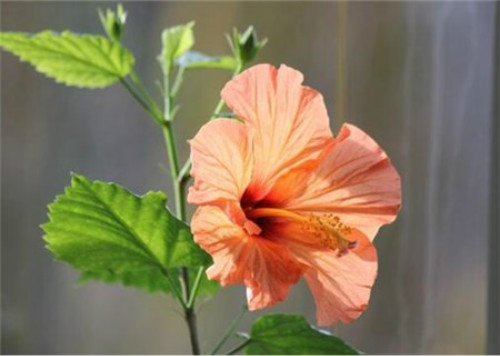 芙蓉花什么季节开花 芙蓉花这样养护可以开花更多哦