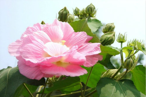 芙蓉花什么季节开花 芙蓉花这样养护可以开花更多哦