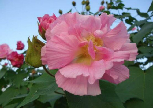 芙蓉花什么季节开花 芙蓉花这样养护可以开花更多哦