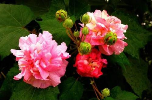 芙蓉花什么季节开花 芙蓉花这样养护可以开花更多哦