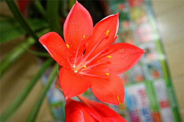 紫根兰养好了可以这么美 这些养殖方法技巧你都掌握了吗