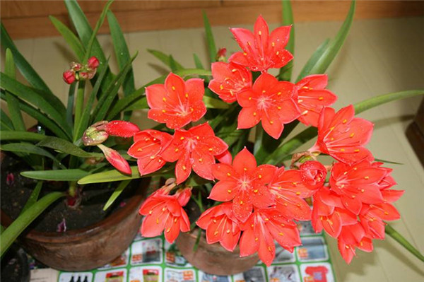 紫根兰养好了可以这么美 这些养殖方法技巧你都掌握了吗