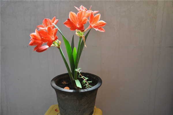 紫根兰养好了可以这么美 这些养殖方法技巧你都掌握了吗