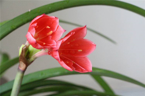 紫根兰养好了可以这么美 这些养殖方法技巧你都掌握了吗