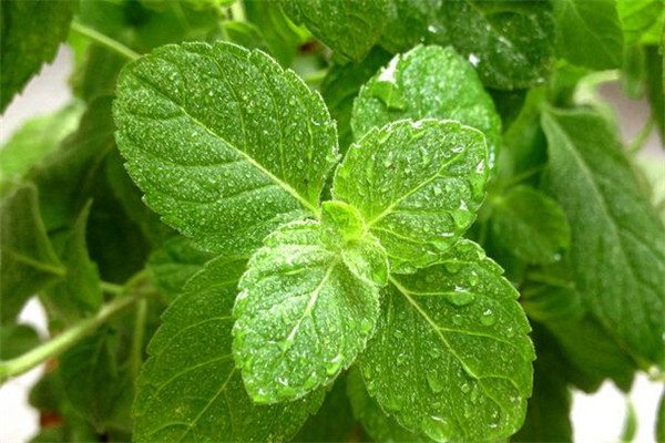 ���Ա��ɵ���ֳ������ϸ���� ��ô�������Ա��ɳ������