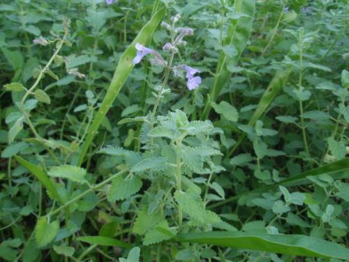 è����������ô�ַ������� ��ô��ֲè������ѧ������