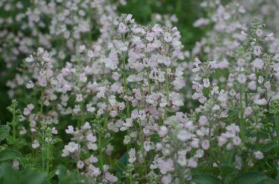 è���ɵ���ֳ������ע����������Щ  ��ô��è���ɲ���ȷ