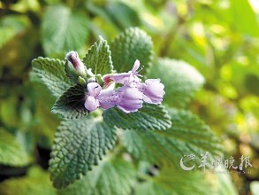 è���ɵ���ֳ������ע����������Щ  ��ô��è���ɲ���ȷ