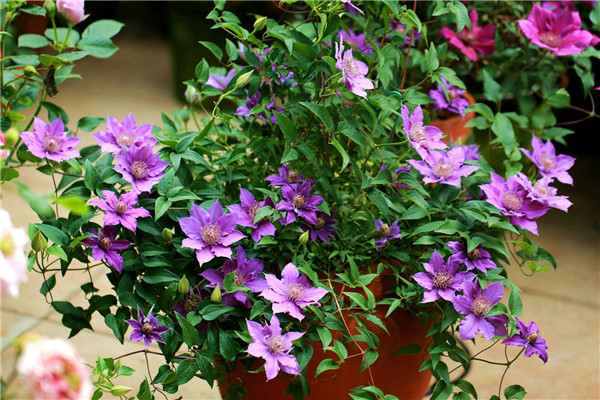 ��������ô�ڶ������� �����������������ɼ����ɽ���