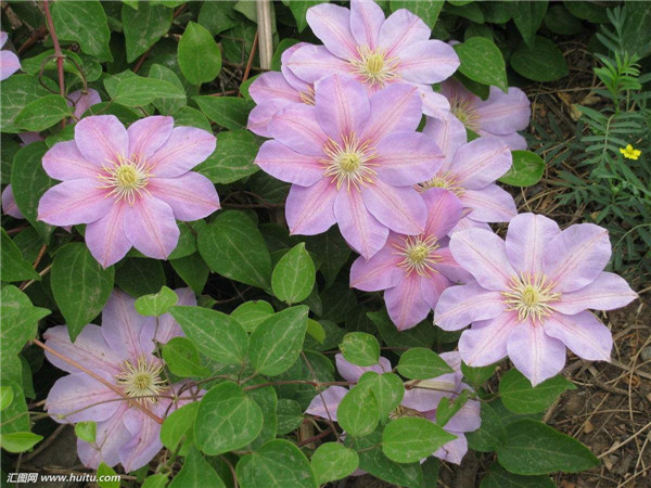 ��������ô�ڶ������� �����������������ɼ����ɽ���