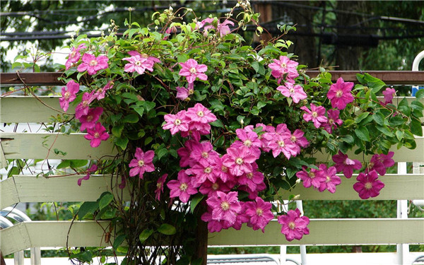 ��������ô�ڶ������� �����������������ɼ����ɽ���